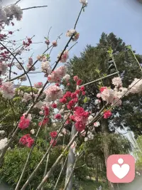 修行的最高境界，止语，止心。
不干涉因果。
越往上修越像个婴儿。
不会说话，不敢说话。
三年学说话，一生学闭嘴。
这就是上等的智慧。
止心是上等的自律。
真修者，从不干涉别人的因果，允许一切发生，全然接纳所有。
大道至简，凡在人心，大悟无言，你会发现真正悟出来的东西，语言无法描述。恍然大悟那一刻的欣赏。那一刻的欣喜与通透，那种感觉只有自己能懂。
你以为自己是窥探了天机，实则这是你命运的一环，你以为靠努力逆天改命，实则是你命中便有此大运。