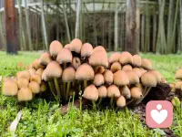 不必追问春天何时来，当你学会与枯枝共处，新芽自会在心底萌发。 ​​​配图