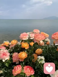 稲盛和夫说，决定一个人成就的不是天分，也不是运气，而是坚持和付出，是不停的做，用心的去做。当你真的努力了，付出了，就会发现自己潜力无限。
      人生就是一场自己与自己的较量，让积极打败，消极，让快乐打败忧郁，让勤奋打败懒惰，让坚强打败脆弱。在每一个充满希望的时候告诉自己，努力就总能遇到更好的自己！