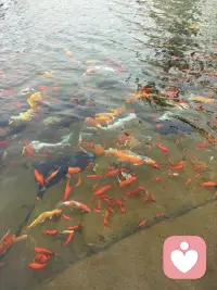 愿每个人都如鱼得水，自由自在！