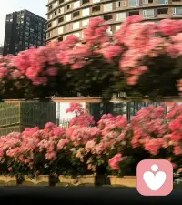 灰的是天，红的是花，选择绚烂的是自己📷配图
