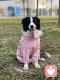 陪伴是最深情的告白，内心的孤寂每个人都有，堵在心头不能言说的秘密像把心脏按了暂停键，跳动都慢了半拍，但人只要活着总会有好的事情发生，不要让自己那么紧绷，放松下来，相信这个社会，相信自己。一切都是最好的安排配图
