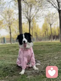 陪伴是最深情的告白，内心的孤寂每个人都有，堵在心头不能言说的秘密像把心脏按了暂停键，跳动都慢了半拍，但人只要活着总会有好的事情发生，不要让自己那么紧绷，放松下来，相信这个社会，相信自己。一切都是最好的安排配图