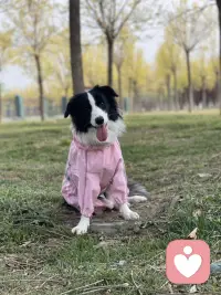 陪伴是最深情的告白，内心的孤寂每个人都有，堵在心头不能言说的秘密像把心脏按了暂停键，跳动都慢了半拍，但人只要活着总会有好的事情发生，不要让自己那么紧绷，放松下来，相信这个社会，相信自己。一切都是最好的安排配图