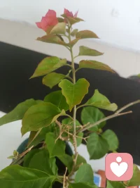 活成一束光   照亮身边的黑暗   让爱充满人间配图