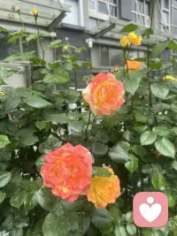 母亲节快乐配图