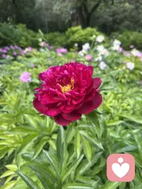 母亲节快乐，愿妈妈们永远漂亮健康配图