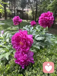 母亲节快乐，愿妈妈们永远漂亮健康配图