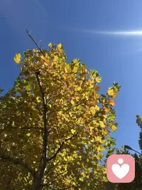 纳瓦尔的主权儿童教育理念，核心是帮孩子直面恐惧而非消除恐惧。方法论分为四个层级：

**第一层：停止用你很棒堵住真实情绪**
- 方法：不急于安慰，而是确认孩子感受的真实性
- 案例：10岁女孩每次考试前肚子疼，就医无果。妈妈问你最怕什么，女孩沉默后说怕考差了你们觉得我不聪明。妈妈没说不会的，而是点破所以你用考好证明聪明。女孩恍然大悟，此后再没考前腹痛。

**第二层：帮孩子说出隐藏的恐惧**
- 方法：追问你最担心的是什么？，挖掘深层恐惧
- 案例：11岁男孩整学期不敢举手回答英语问题。父亲问念错最坏结果是什么，男孩说会被嘲笑；追问然后呢，男孩思考后说好像也没什么。次周他举手发言，念错后发现同学一笑而过。

**第三层：检验恐惧真实性**
- 方法：问这事真会发生吗和发生后又如何
- 案例：男孩害怕演讲失败，母亲问紧张是因为在乎吗，得到肯定后问愿意带着紧张上台吗。男孩尝试后反馈一直在抖但说完了，领悟到怕了还是做才是真勇气。

**第四层：建立怕了仍做的行为模式**
- 方法：教孩子说我现在很怕，我还是要做
- 核心理念：勇气不是没有恐惧，而是恐惧中的选择。真正的抗挫力不是不怕，是怕了还做。视频强调父母需克制消除孩子恐惧的冲动，相信孩子能完成看见恐惧-说出恐惧-检验恐惧-带着恐惧前行的...配图