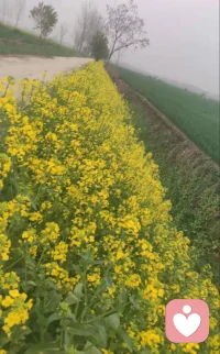 5. 油菜花藏了春日的浪漫，而我藏了对你的满心欢喜。配图