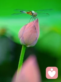 经常看到一句话，找一个喜欢自己的，
比找一个自己喜欢的，婚后要幸福的多，
我想说的是，喜欢是相互的，真正的幸福是，
相看两不厌，不纠缠，不制约，不限制，
当对方看到你的时候，能放松和开心，
当你看到对方的时候，也同样，
 找一个喜欢你的，你不喜欢他，他对你付出再多，
你也不会开心，因为那是磁场和心理上的压抑
找一个你一眼就喜欢的，而他不喜欢你，
真正在一起也不会幸福，因为那是情绪的拉扯，
那是处处在迁就，处处小心翼翼，时间久了会心累，
所以喜欢从来都是相互的，相看两不厌，
是在心上开出花来，
