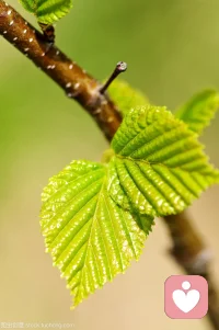 生命的原动力是如此的蓬勃，虽然历经寒冬的淬炼磋磨，它们越发张力十足，生机盎然！