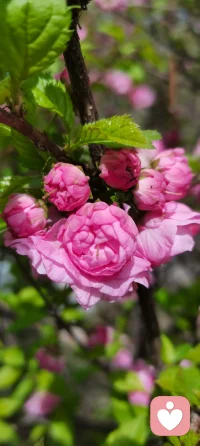 生命的原动力是如此的蓬勃，虽然历经寒冬的淬炼磋磨，它们越发张力十足，生机盎然！