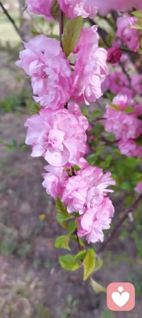 恋爱脑可以理解，毕竟年轻的生命荷尔蒙爆棚，但是，一辈子恋爱脑就不可理喻了。