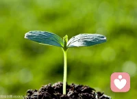 女性婚恋情感问题关键在于执念。改变自己，放下执念，方能重生。不过知易行难，如何管住自己那颗不安分的心是个问题。