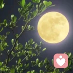 回眸一笑的头像