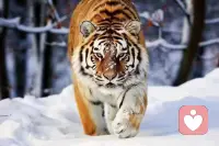 夜深了，你在干什么，需要我倾听么？