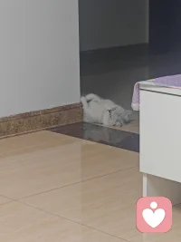 看着小咪毫无防备地仰躺在墙角酣睡，完全放下所有警惕，忽然觉得这份松弛好难得。💞
连日心里压着的疲惫、烦心事，在这一刻都悄悄平复，安安静静陪着它，难得偷一份安稳。💞