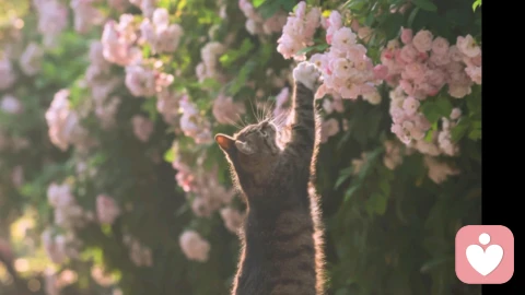 句句不提治愈，句句治愈