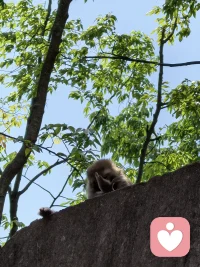 心理防御机制是自我用来调节本我的冲动和超我的要求的一种心理策略。弗洛伊德认为，当个体面临心理冲突或威胁时，自我会启动防御机制来保护自己，避免焦虑和痛苦。配图
