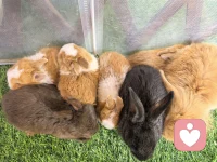带小朋友去喂兔子🐰🐰🐰
很可爱的小兔子
他们在抱团取暖