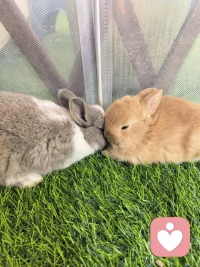 带小朋友去喂兔子🐰🐰🐰
很可爱的小兔子
他们在抱团取暖