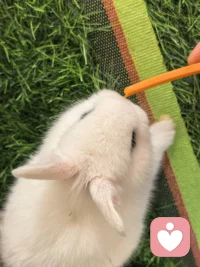 带小朋友去喂兔子🐰🐰🐰
很可爱的小兔子
他们在抱团取暖