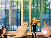 三餐四季，猫伴朝夕。不得不承认，有时候，小动物才是最佳倾听师。配图