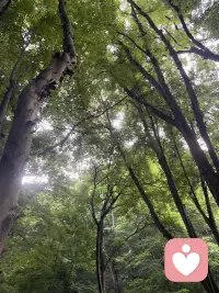 寻一处幽境，偷半日清闲，享受独有的山野禅意🌿配图