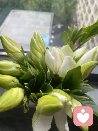 窗外雨落，栀子花开，连空气里都裹着清甜的夏天。配图