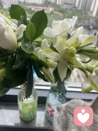 窗外雨落，栀子花开，连空气里都裹着清甜的夏天。配图