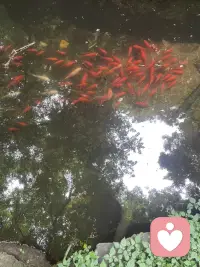 林间有光，池中有鱼，心里无事，便是晴天～配图