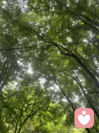林间有光，池中有鱼，心里无事，便是晴天～配图