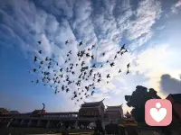 🕊🕊🕊🕊