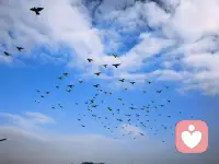 🕊🕊🕊🕊
