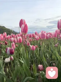 寻常的日子里，总藏着点滴的美好。心怀温柔，慢慢品味，接纳世间所有美好与善意，简简单单，就足够满心欢喜。配图