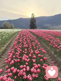看着这片郁金香花海，突然觉得，很多情绪就像花儿一样，需要时间和耐心，才会慢慢舒展。不必急着赶进度，也不用怕暂时的低落，就像这些花，有自己的节奏和花期。愿你也能在日常里，慢慢找回属于自己的温柔与光亮。配图