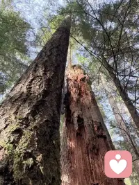 林中并肩而立的两棵树，生命的两种姿态。一旁的大树苍劲挺拔，托举着向上生长的力量；而枯朽的老树早已被岁月掏空，却依然稳稳立着，在自己的伤口里，托举着新芽悄悄生长。
我们总以为，只有“永远挺拔”才叫坚强。可老树的存在告诉我们：允许自己有被掏空的时刻，接纳那些不完美的裂痕，它们也会成为光透进来、新希望破土的地方。成长从不是单一的模样，带着伤痕依然愿意托举新生，也是一种温柔又磅礴的力量。配图