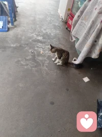 开心与不开心都是常态，接纳常态，保持该癫就癫……慈悲平安喜乐配图