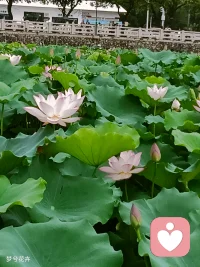 坐看云卷云舒静听花开花落任凭潮起潮落朝饮露夕秋菊
海阔凭鱼跃，天高凭鸟飞山高凭你攀，地辽凭你闯行到水穷处，坐看云起时出水青莲袅，连天白雪皑木兰花香徐徐飘渺唯有暗香来配图