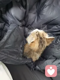 小动物总是可以治愈一切。配图