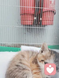 小动物总是可以治愈一切。配图