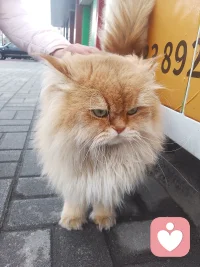 小动物总是可以治愈一切。配图