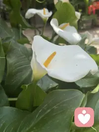 爱人如养花。 
爱己则盛放。
 
一切都是最好的安排。配图