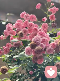 爱人如养花。 
爱己则盛放。
 
一切都是最好的安排。配图
