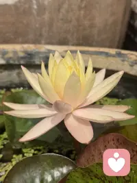 一朵开到落日的睡莲～
隔壁缸里早早休眠等下一个清晨，
唯独这朵小小的午后舒展着盈盈盛放着。

做特立独行的自己，真的会格外醒目。