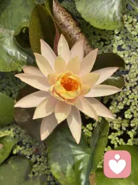 一朵开到落日的睡莲～
隔壁缸里早早休眠等下一个清晨，
唯独这朵小小的午后舒展着盈盈盛放着。

做特立独行的自己，真的会格外醒目。