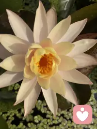 一朵开到落日的睡莲～
隔壁缸里早早休眠等下一个清晨，
唯独这朵小小的午后舒展着盈盈盛放着。

做特立独行的自己，真的会格外醒目。