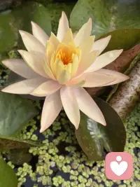 一朵开到落日的睡莲～
隔壁缸里早早休眠等下一个清晨，
唯独这朵小小的午后舒展着盈盈盛放着。

做特立独行的自己，真的会格外醒目。