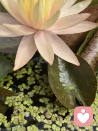 一朵开到落日的睡莲～
隔壁缸里早早休眠等下一个清晨，
唯独这朵小小的午后舒展着盈盈盛放着。

做特立独行的自己，真的会格外醒目。